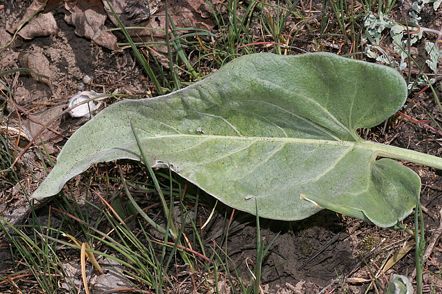 leaf of arrowleaf balsamroot