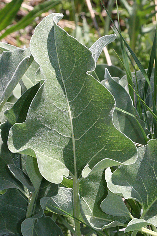 arrowleaf balsamroot leaf