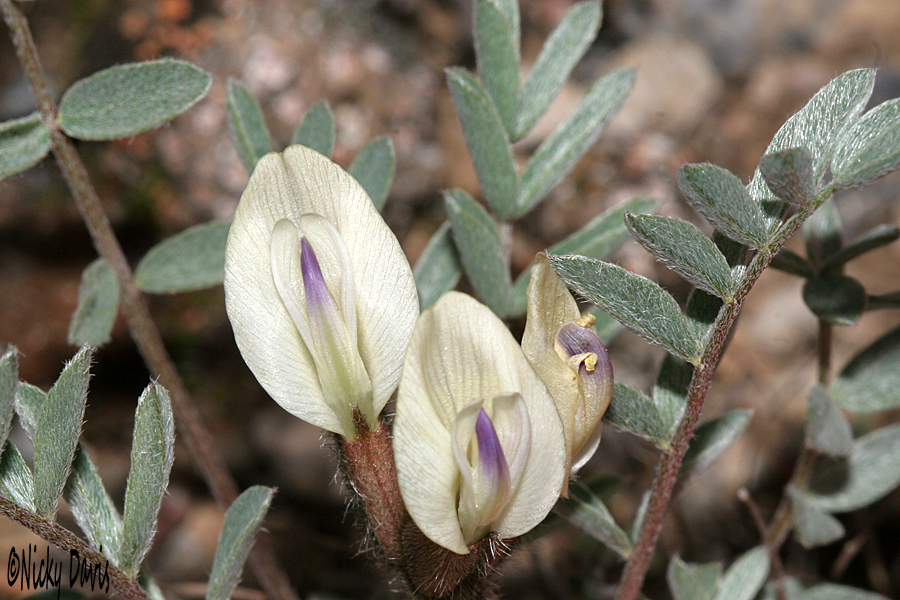 flower of A. eurekensis