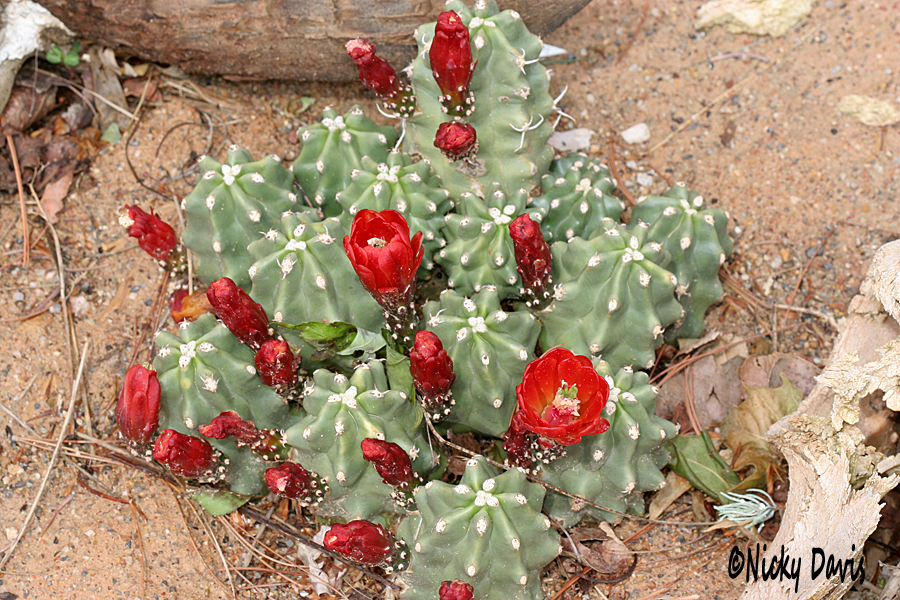 Orange red flowered cactus