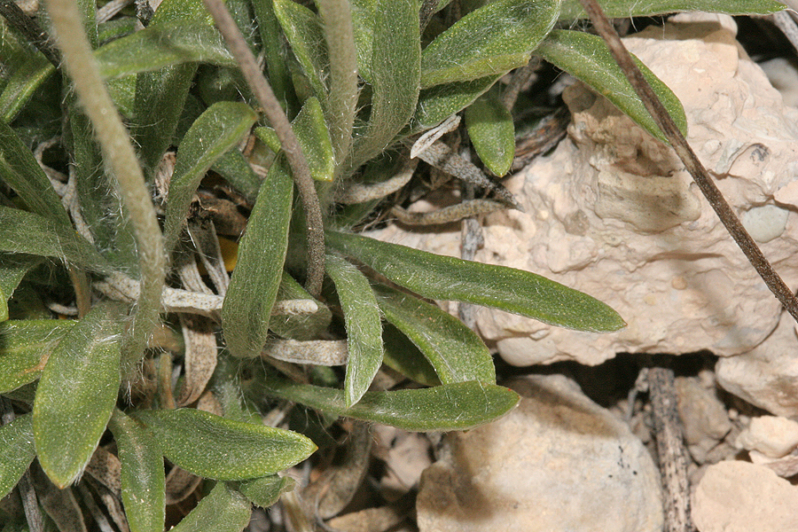 leaves and stems