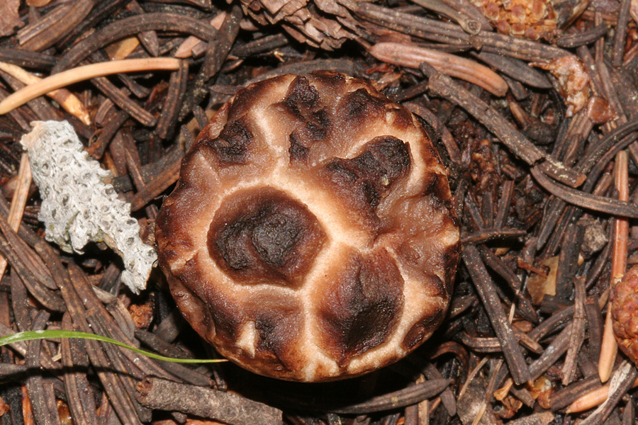 burned mushroom