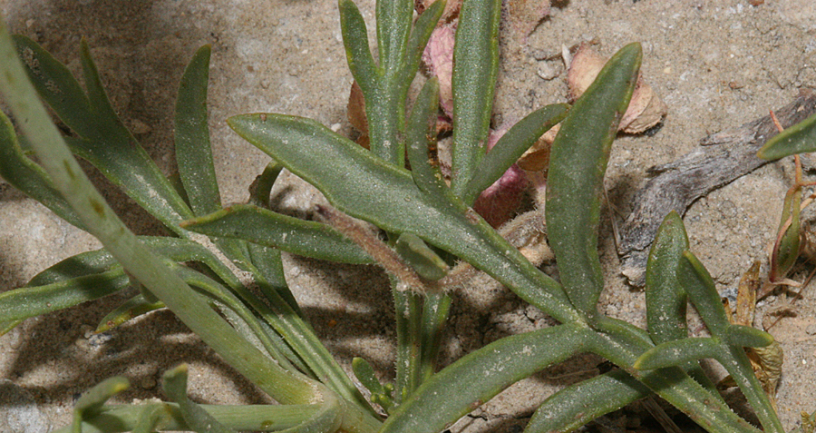 leaves of rubberweed