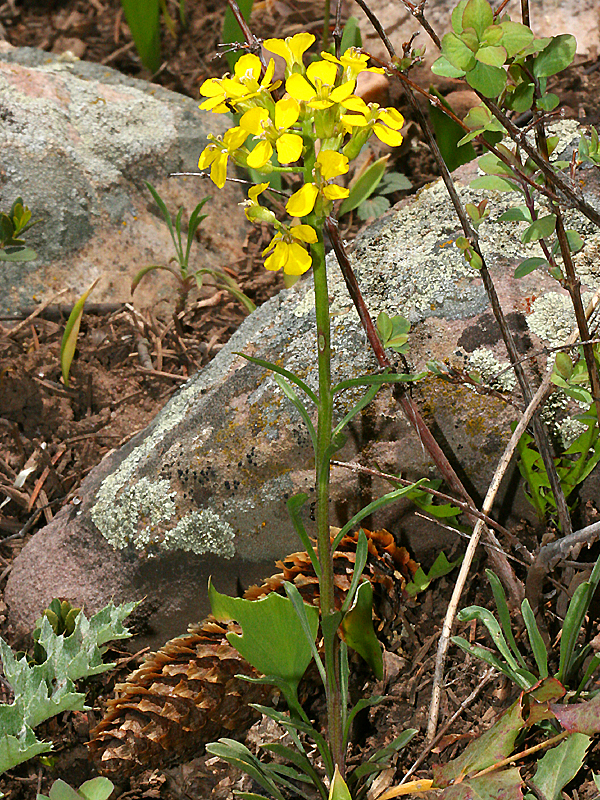 Wild Utah Photos of yellow wildflowers, photos of Western