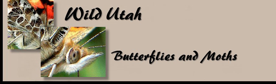 title for WildUtah Butterfly index