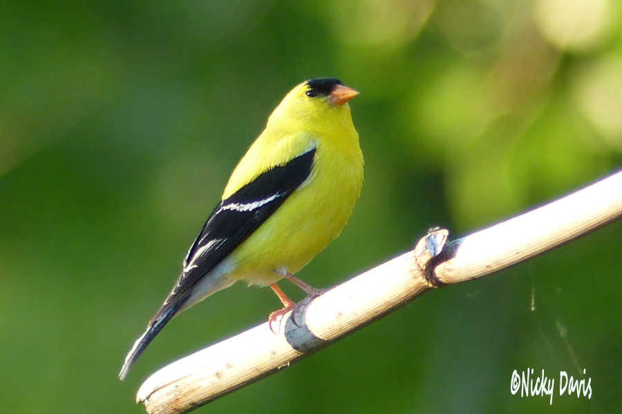 American Goldfinch adult male