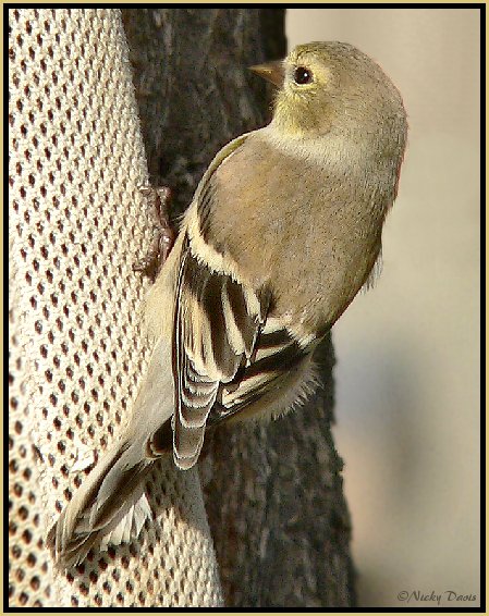 Winter plumage of Female American Goldfinch