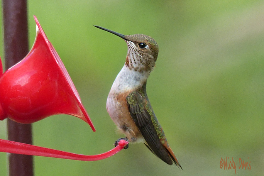 Female hummingbird, rufous