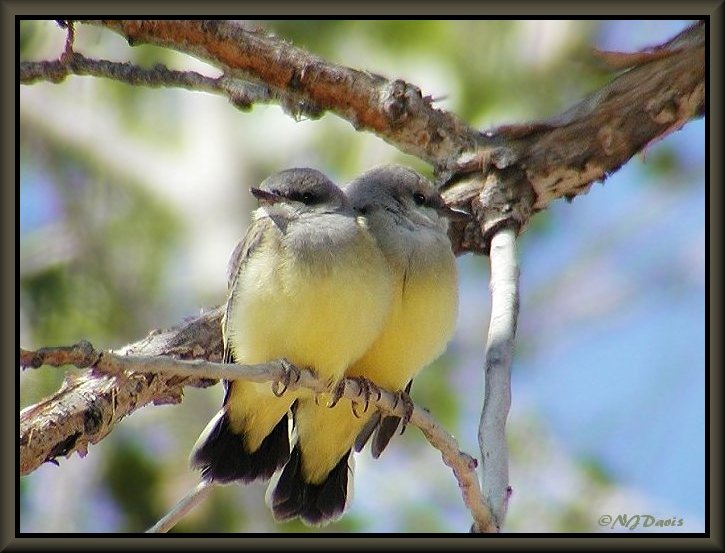 Western Kingbird Chicks on route to Ouray