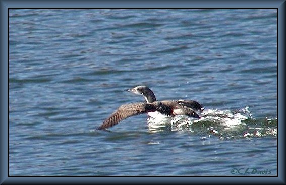 Juvenile Pacific Loon