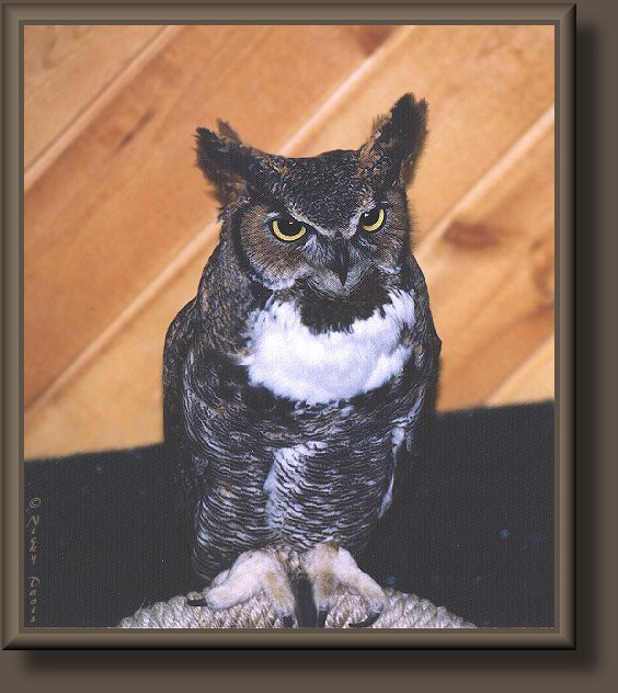 Great Horned Owl in rehabilitation at Ogden Nature
              Center