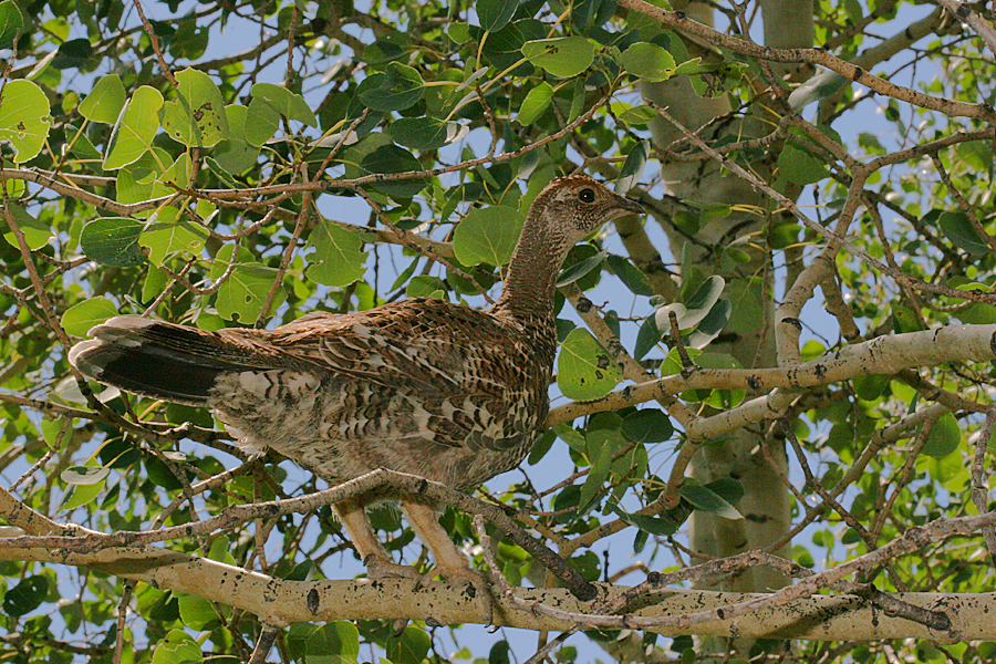 young pheasant in a tree