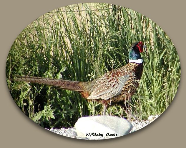 Male Ring-necked pheasant