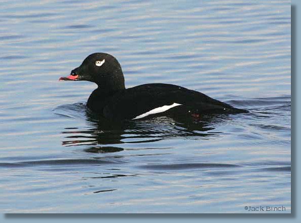 Male Adult White-winged Scoter