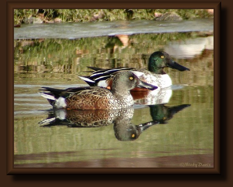 Northern Shoveler, male and female