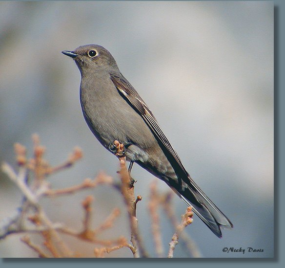 Townsend's Solitaire at Rock Canyon