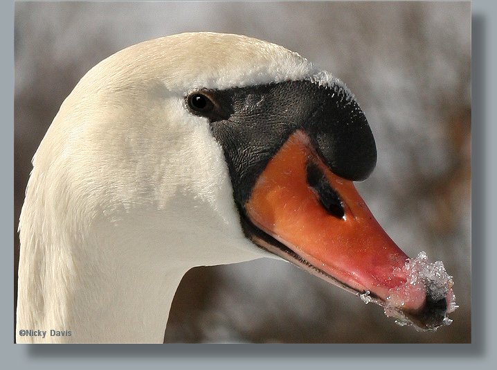 Mute Swan head