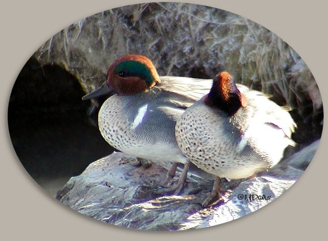 Green-winged Teals resting on warm rock at Mountain Springs 02-01-04  ©NJDavis, Anatidae Anas crecca