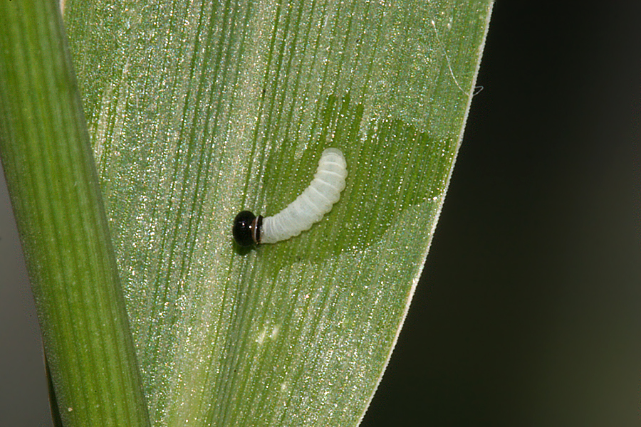 first instar