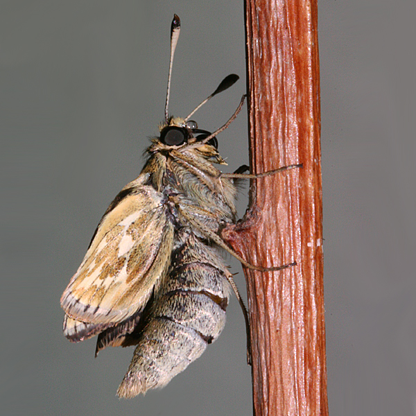 female inflating wings