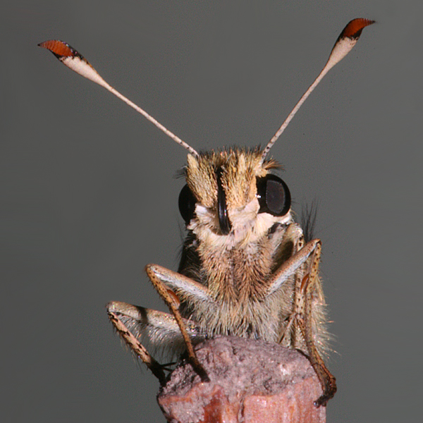 close up of head, antennae, legs