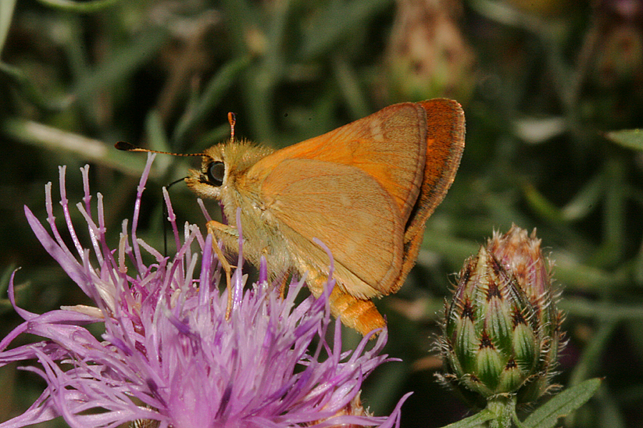 Woodland skipper nectaring- Butterfield Canyon