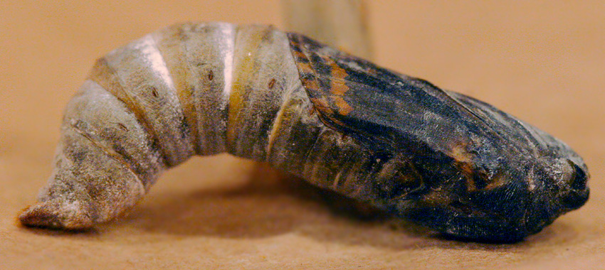 pupa #5 shows wing pattern March 12, 2007, one day before eclosure