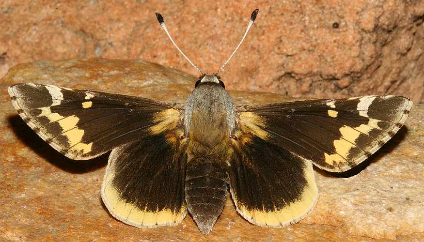 upperwing