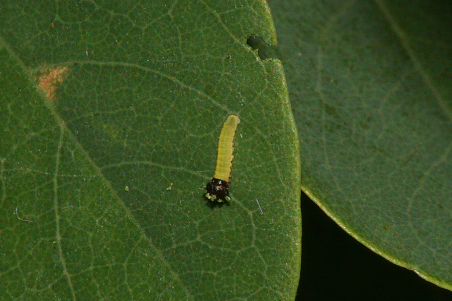 First Instar on 26 August 2011