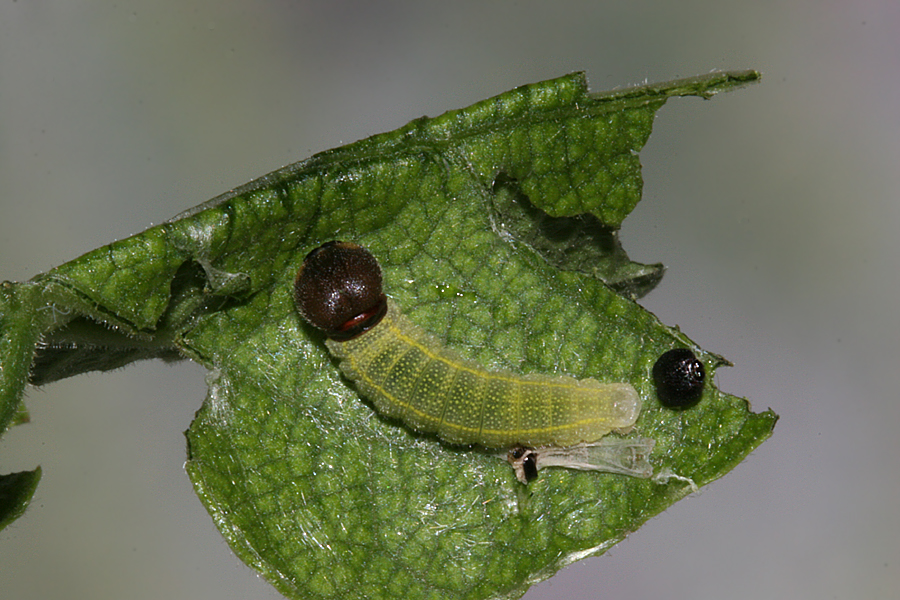 4th instar