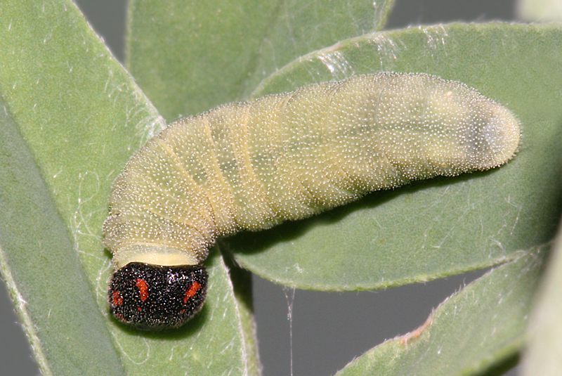 larva on 8 June 2009