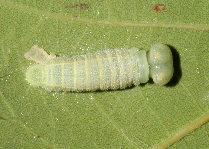 larva just after molting to 4th instar