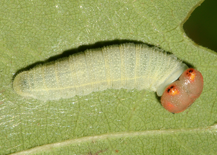 larva on September 29, 2008