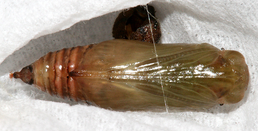 Pupa #1 on March 5, 2007