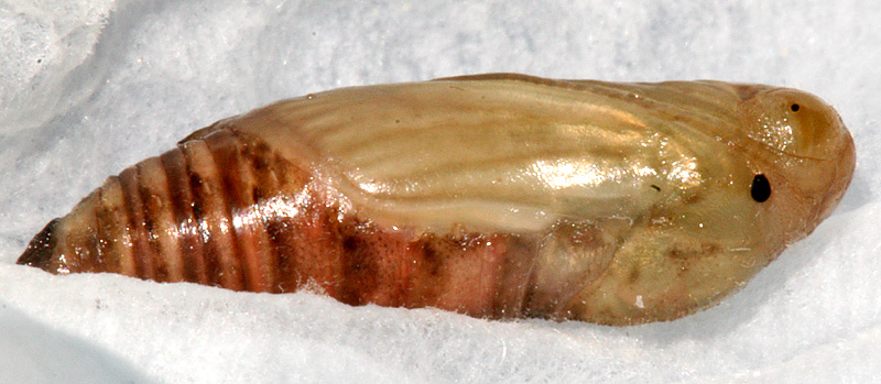 pupa #1 on March 10, 2007