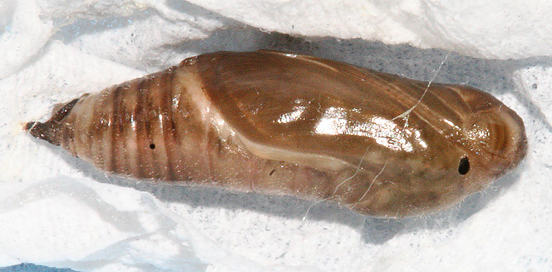 Pupa #2 on March 14, 2007