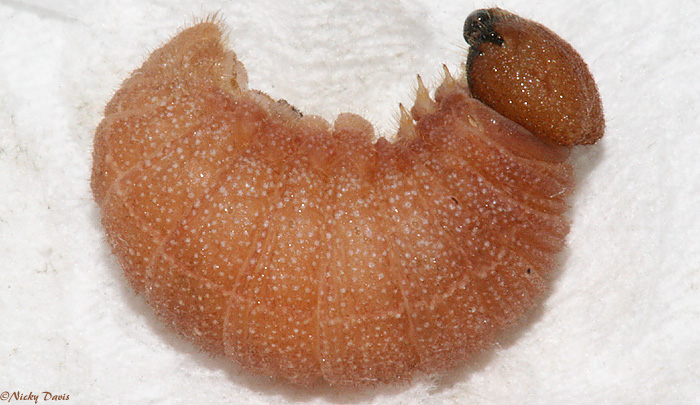larva after coming in from winter diapause
