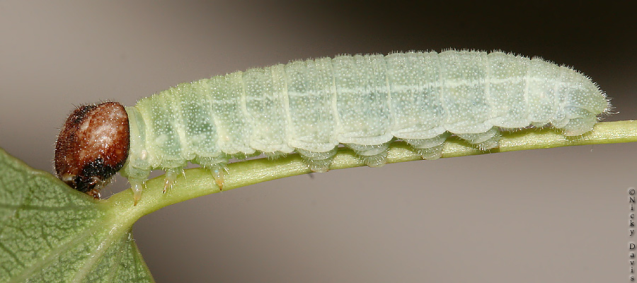 lateral view of Erynnis icelus larva