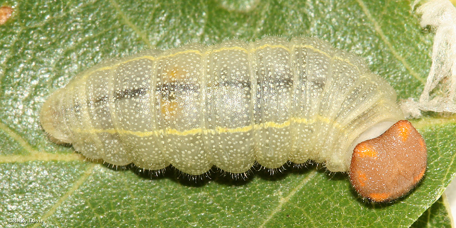 view of larva