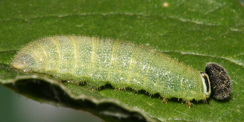 5th instar-lateral