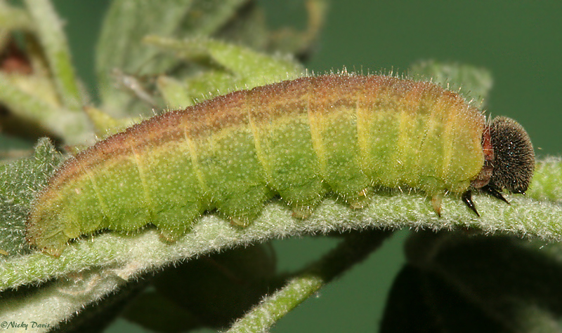 larva on June 13, 2007
