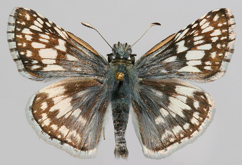 Large photo of male upperside