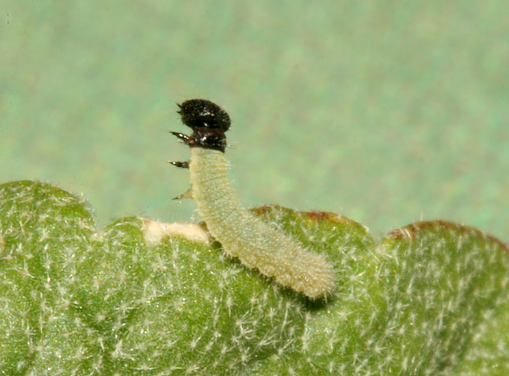 Larva on May 21, 2007