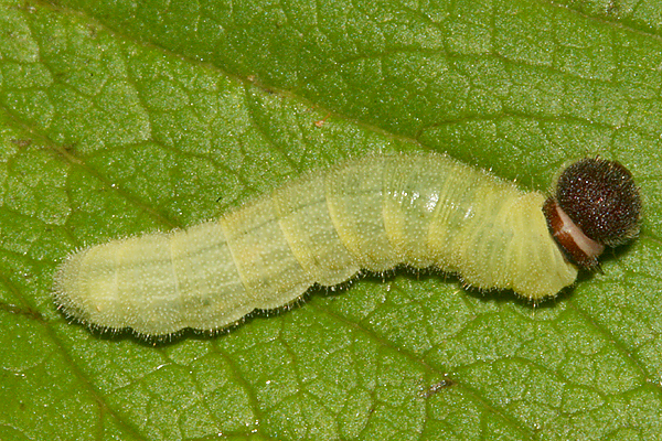 4th instar on August 12th