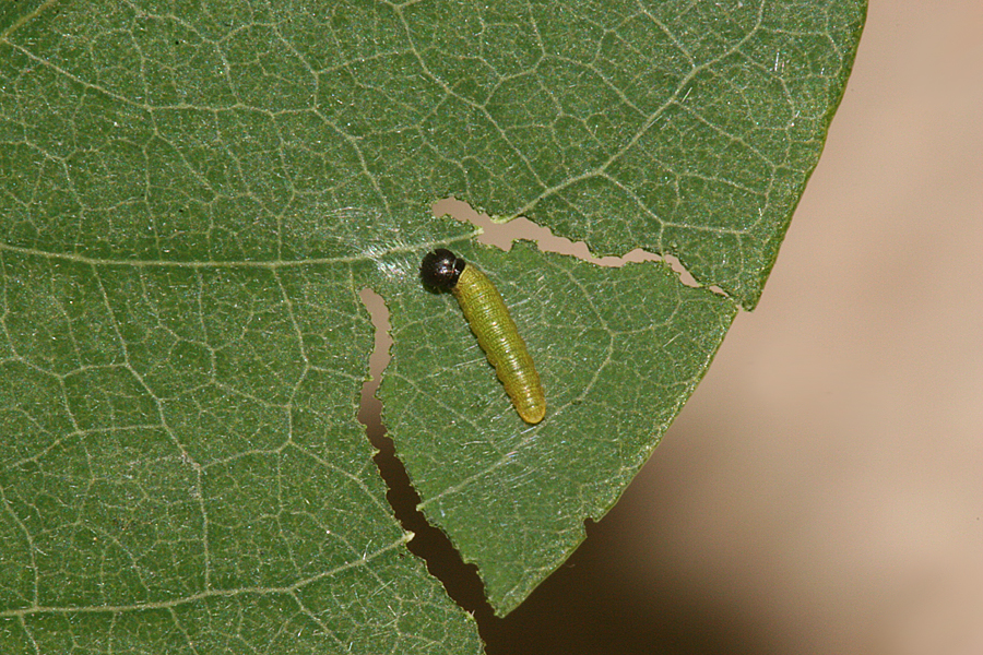 first instar