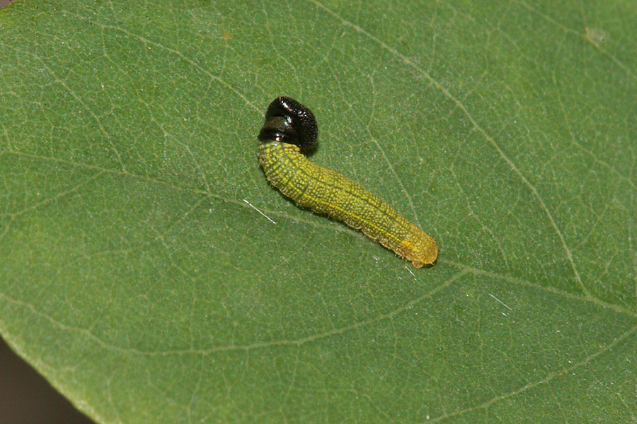 3rd instar
