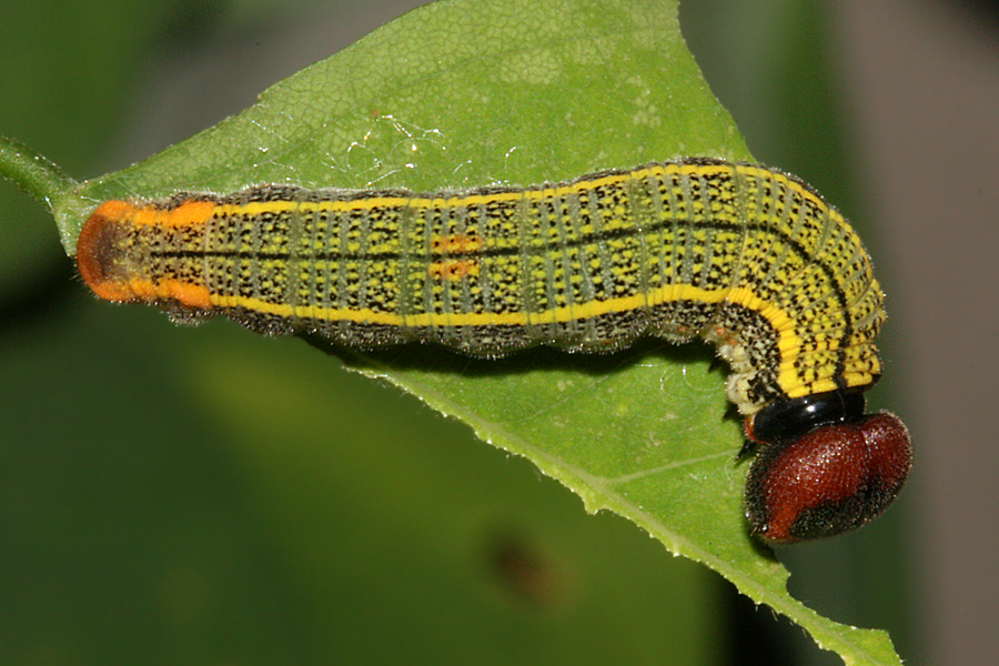 male 5th instar