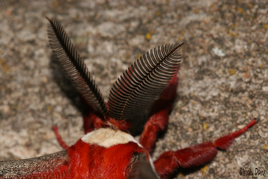 male antennae