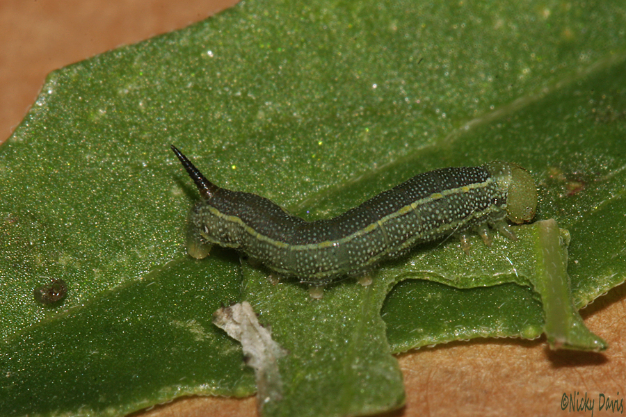 2nd
                                                          instar
