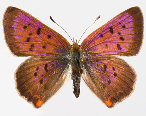 male dorsal view